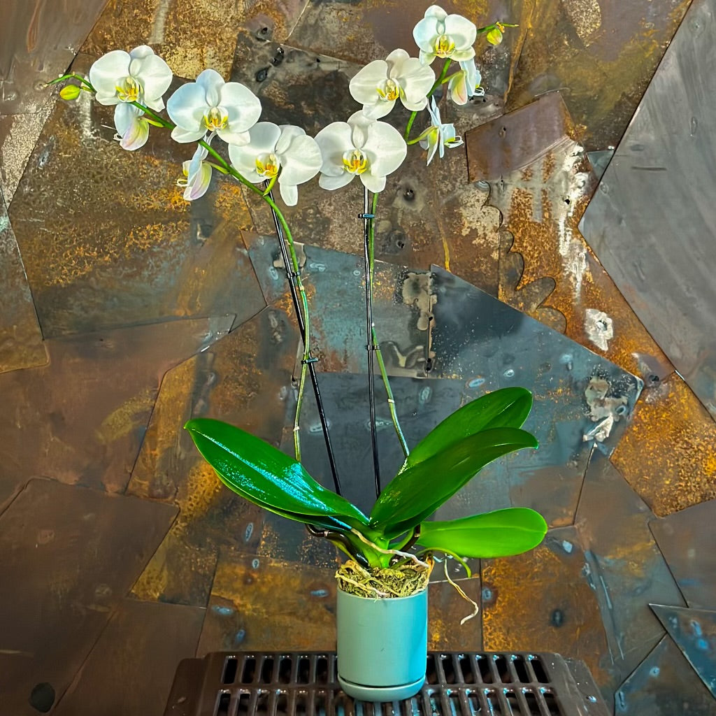 White Orchid Twins