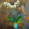 White Orchid Twins